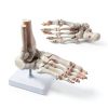 Evotech Scientific Human Foot Skeleton Model Bone Cast Flexible Joint-1