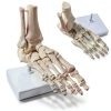 Evotech Scientific Human Foot Skeleton Model Bone Cast Flexible Joint-0