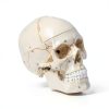 LANDIE Anatomical Skull Model with Magnetic Joints and Movable Jaw-8