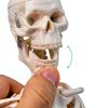 Human Skeleton Model NEW HORIZON Hand Painted Educational Anatomical-5