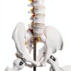 Human Skeleton Model 70" Life Size PVC Kit with Rolling Base-4