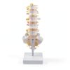 Lumbar Spine Anatomy Model by breesky Life Size PVC 5 Vertebrae-1