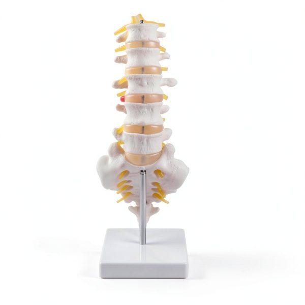 Lumbar Spine Anatomy Model by breesky Life Size PVC 5 Vertebrae-1