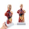 Human Torso Model 10.5 Inch 15‑Part Anatomical Set by breesky Red-1