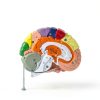 Human Brain Model AnatomyPro with Color‑coded Areas-6