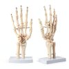 LVCHEN Human Hand Skeleton Model Anatomical Educational Tool with-5