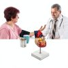 QWORK PVC Heart Anatomical Model 2‑Part Magnetic Mount Life‑Size Kit-7