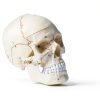 LANDIE Anatomical Skull Model with Magnetic Joints and Movable Jaw-6