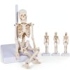Pipilily Mini Skeleton Model Adjustable Plastic Human Figure 7.8 Inch-5