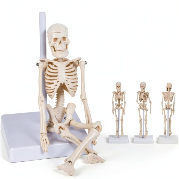 Pipilily Mini Skeleton Model Adjustable Plastic Human Figure 7.8 Inch-5