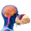 2X Life-Size Brain Model HYTRDFS Anatomical Model with Color Labels-6