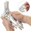 Evotech Scientific Human Foot Skeleton Model Bone Cast Flexible Joint-3