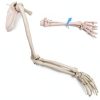 Human Upper Limb Skeleton Model EVOTECH SCIENTIFIC PVC Life Size Arm-6