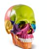 Anatomy Exploded Skull Model NEW HORIZON Large Colorful 15‑Piece-3