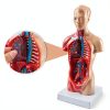 Human Torso Model 10.5 Inch 15‑Part Anatomical Set by breesky Red-3