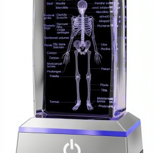 Philosophers Arts and Crafts K9 Crystal Human Skeleton Model Desk-0