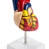 QWORK PVC Heart Anatomical Model 2‑Part Magnetic Mount Life‑Size Kit-5