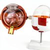 Eye Anatomical Model QWORK PVC 6X Magnification Educational Tool-3