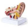 Zerduomoxing 1.5x Human Ear Anatomy Model PVC Washable with Base by-0