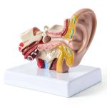 Zerduomoxing 1.5x Human Ear Anatomy Model PVC Washable with Base by-0