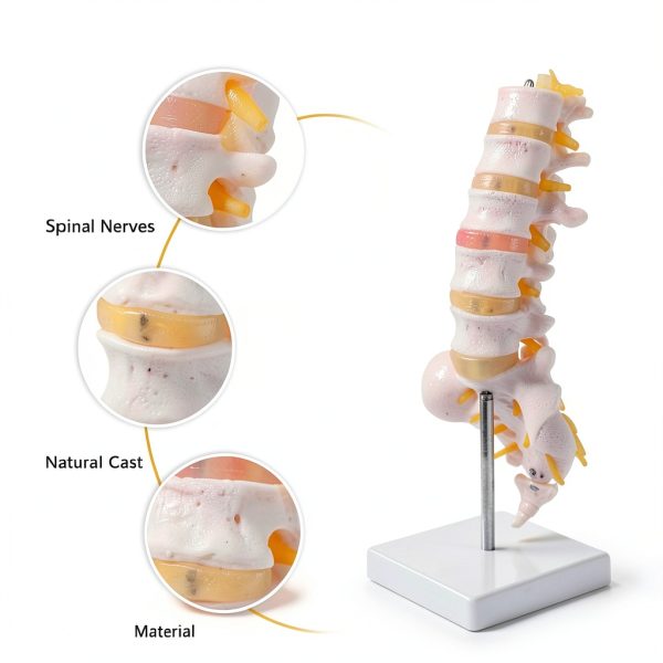Lumbar Spine Anatomy Model by breesky Life Size PVC 5 Vertebrae-3
